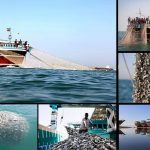آبزیان خلیج فارس در خطر انقراض/ رد پای صید بی‌رویه و آلودگی نفتی