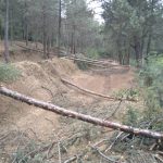 برداشت غیرقانونی از جنگل های علی آبادکتول/۵ نفر بازداشت شدند
