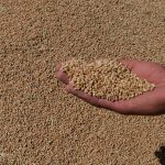 برداشت گندم در استان بوشهر ۵۳ درصد کاهش یافت