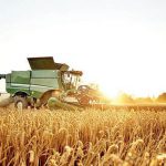 بیش از ۶ هزار تن گندم در آذربایجان شرقی خریداری شد