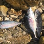 تلف شدن ۴۵ تن ماهی پرورشی در دهدز
