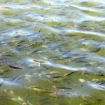 تکثیر طبیعی کپور/۸۰۰ هزار قطعه بچه ماهی در گرگانرود رهاسازی شد