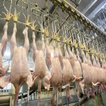 ثبت درخواست هزار تن مرغ منجمد برای ذخیره سازی در فارس