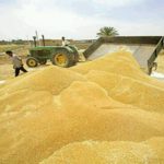 خرید بیش از ۷۲۰۰ تن گندم و جو بذری در استان قزوین