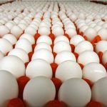 سوءمدیریت در نهاده‌های دامی اوج گرفت/خطر حذف مرغ‌های تخم‌گذار!
