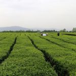 لزوم جایگزین کردن ارقام جدید چای در باغات کشور