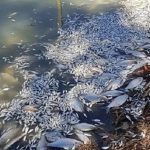 ورود پساب صنعتی به گاماسیاب سبب تلفات ماهی‌های این رودخانه شد