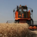 پیش بینی خرید تضمینی ۳۴۳ هزار تن گندم در کردستان