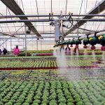 راه اندازی گلخانه های هوشمند مبتنی بر اینترنت اشیا در سراسر کشور